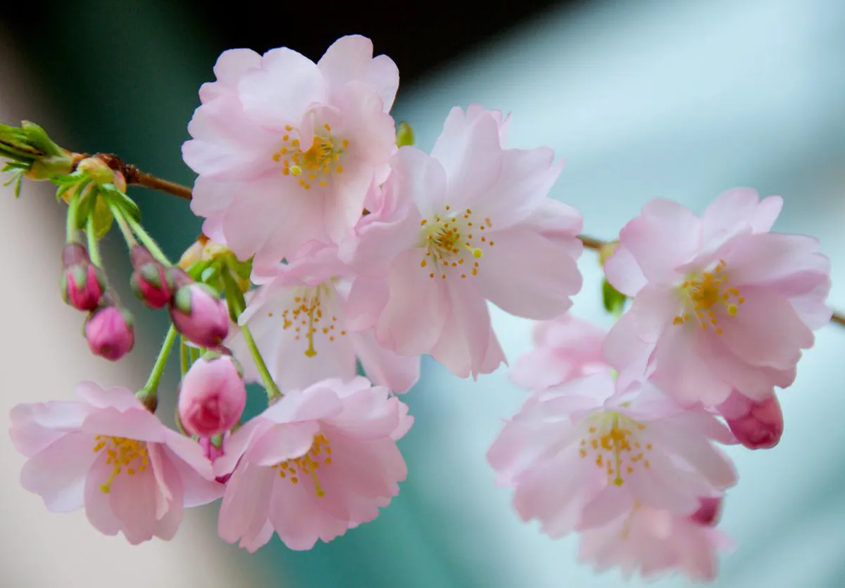 Spring Berlin Blossoms — a highlight of Berlin, Germany